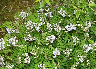 经过杀虫灯 防治后的黄芪