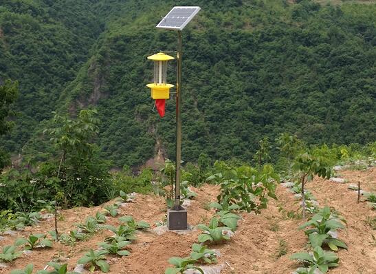 山地蔬菜太阳能杀虫灯