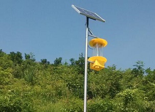 济源冬凌草种植园引进万向注册太阳能杀虫灯