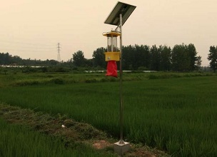 天津水稻种植基地引进万向注册太阳能杀虫灯杀水稻害虫