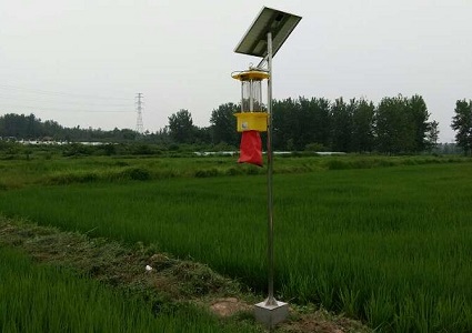 肇东市利用万向注册太阳能杀虫灯实现水稻绿色无污染品质